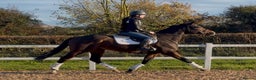 English Thoroughbred horses for sale: Smart Project  - Advert 3