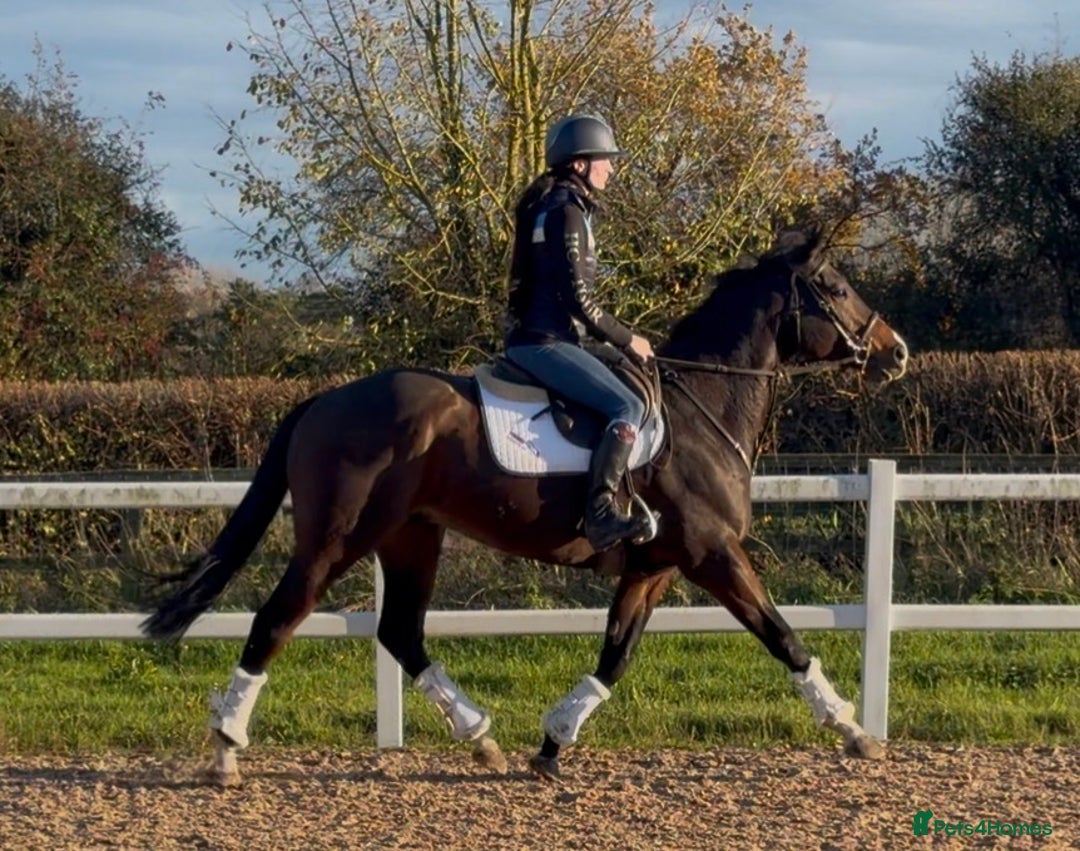 English Thoroughbred horses for sale: Smart Project  - Advert 3
