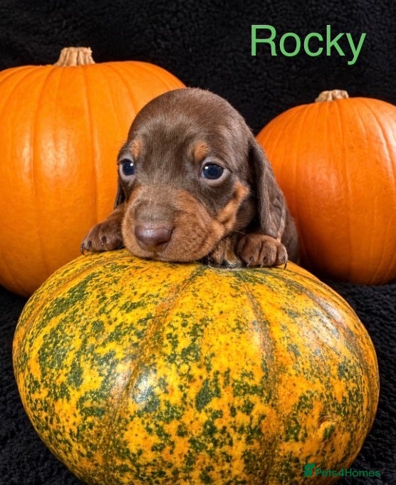 Miniature Dachshund dogs for sale: Beautiful Miniature Dachshund Puppies 🐶 - Advert 13