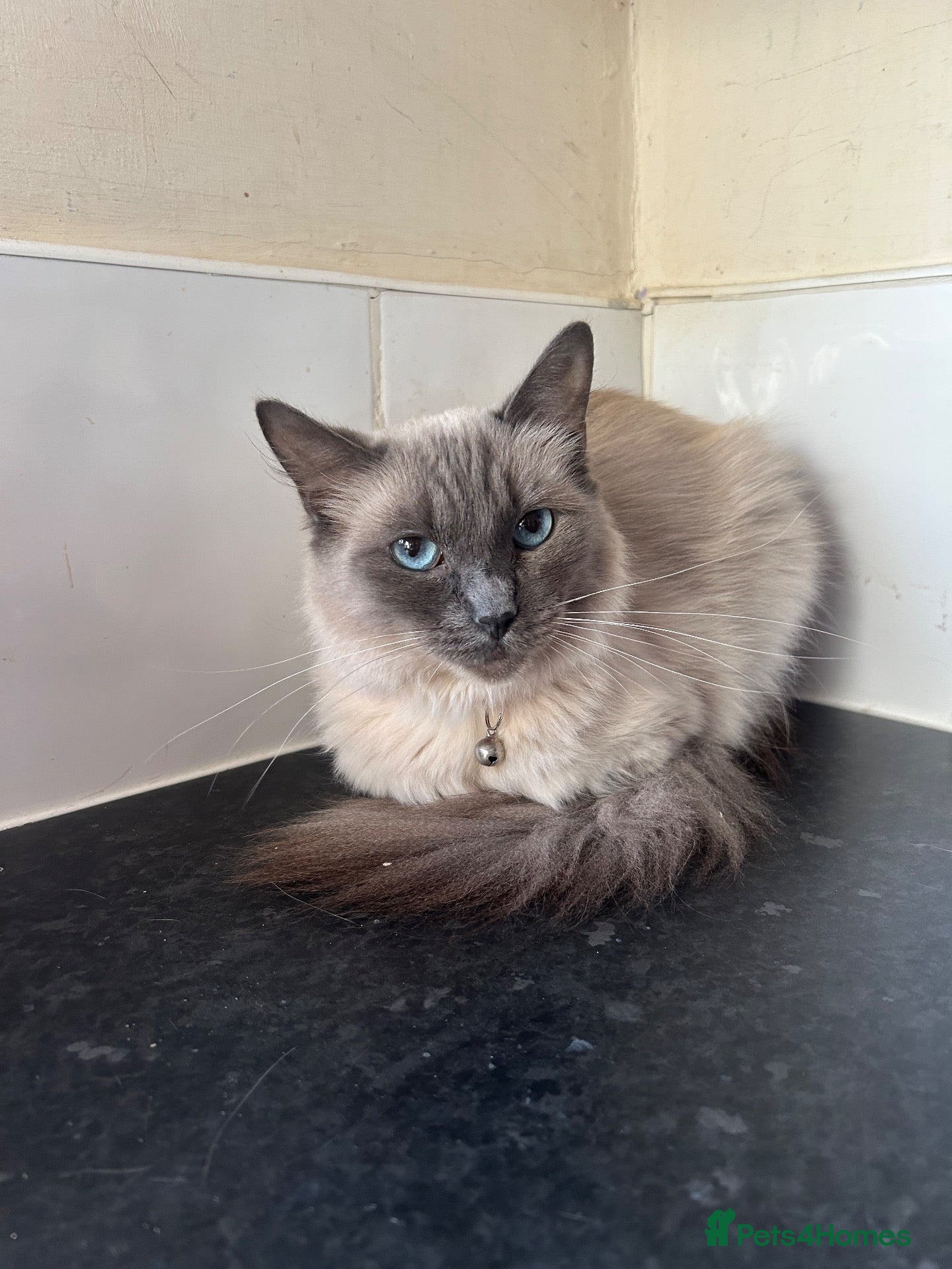 Ragdoll cats Ragdoll female 2 years old!! - Advert 11