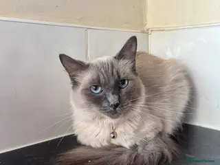 Ragdoll cats Ragdoll female 2 years old!! - Advert 11