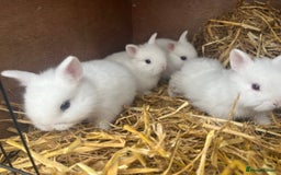 Netherland Dwarf rabbits for sale: Dwarf Bunnies - Image 2