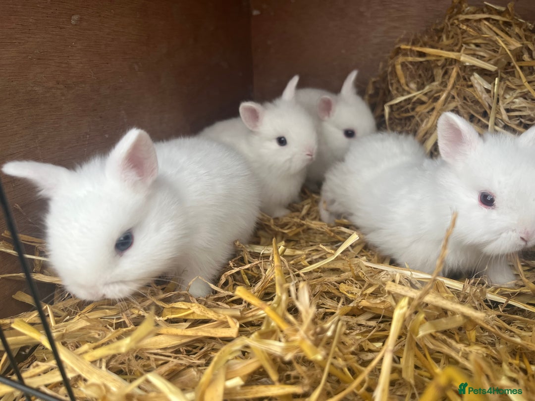 Netherland Dwarf rabbits for sale: Dwarf Bunnies - Image 2