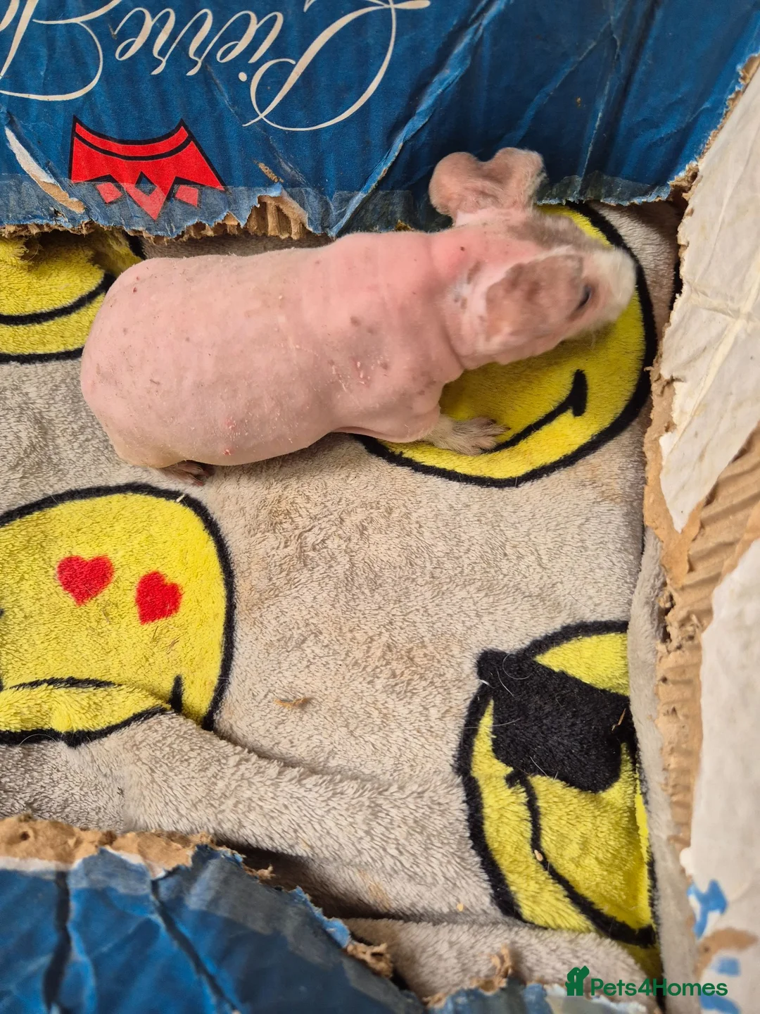 Guinea Pig rodents for sale: Baby Male Skinny Pigs For Sale  - Advert 19