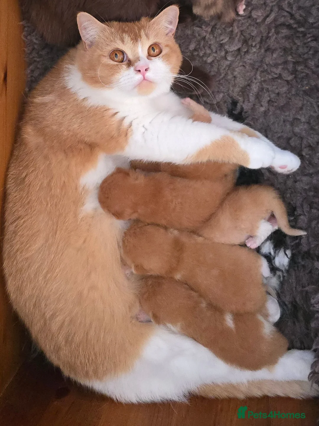 British Shorthair cats for sale: Stunning British Shorthair Kittens  - Advert 20