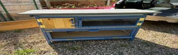 Guinea Pig rodents for sale: Guinea Pigs - Ready Now - Advert 27