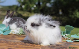 Angora rabbits for sale: Ready to leave - Angora X Bunny Rabbits  in Manchester - Image 1