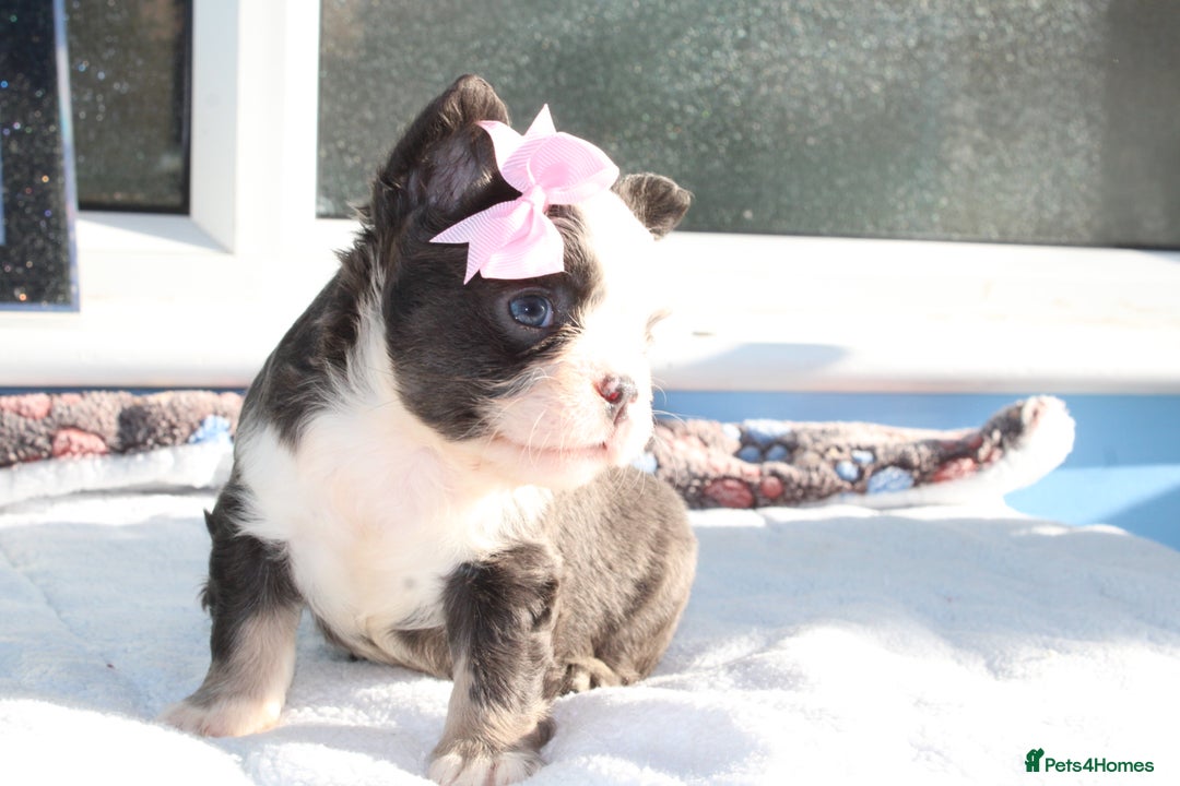 French Bulldog dogs for sale: Fluffy frenchie ready to leave  - Advert 22