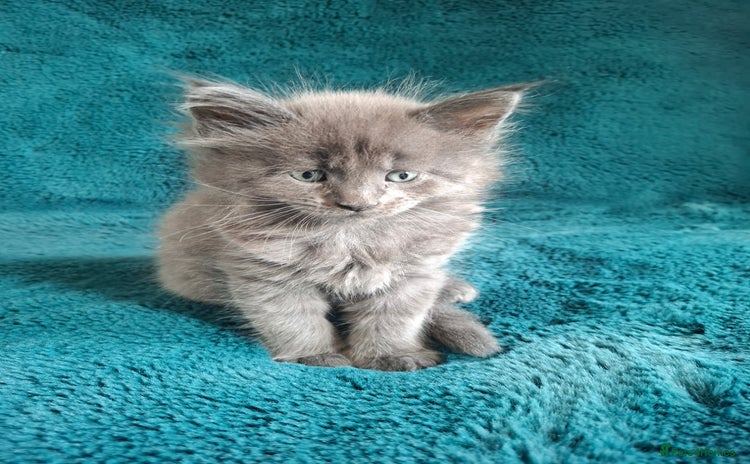 Maine Coon cats - Advert 1