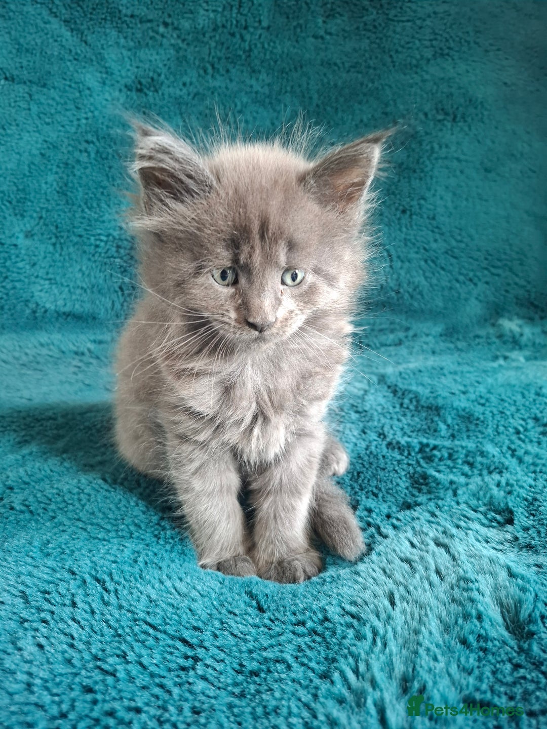 Maine Coon cats for sale: Tica registered  Maine coon kittens - Image 1