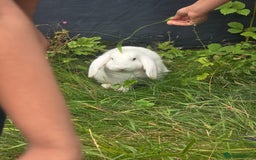 Blanc De Hotot rabbits for sale: rabbits for sale  - Image 13