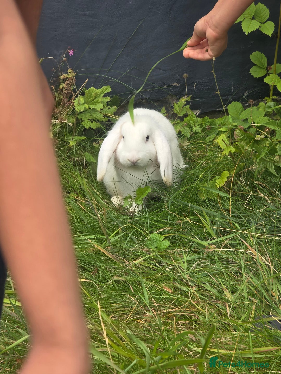 Blanc De Hotot rabbits for sale: rabbits for sale  - Image 13
