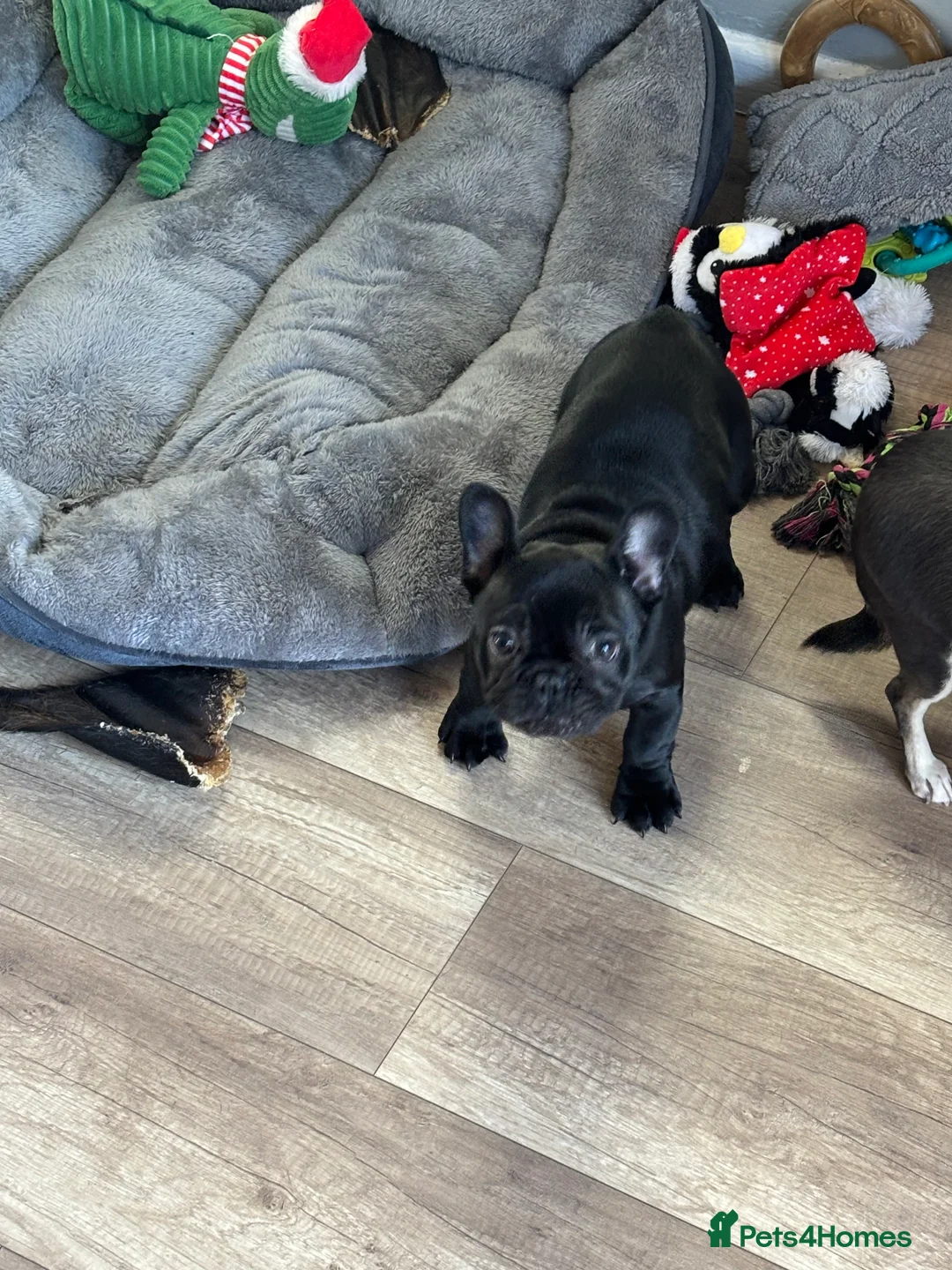French Bulldog dogs for sale: Female French bulldog  - Advert 3