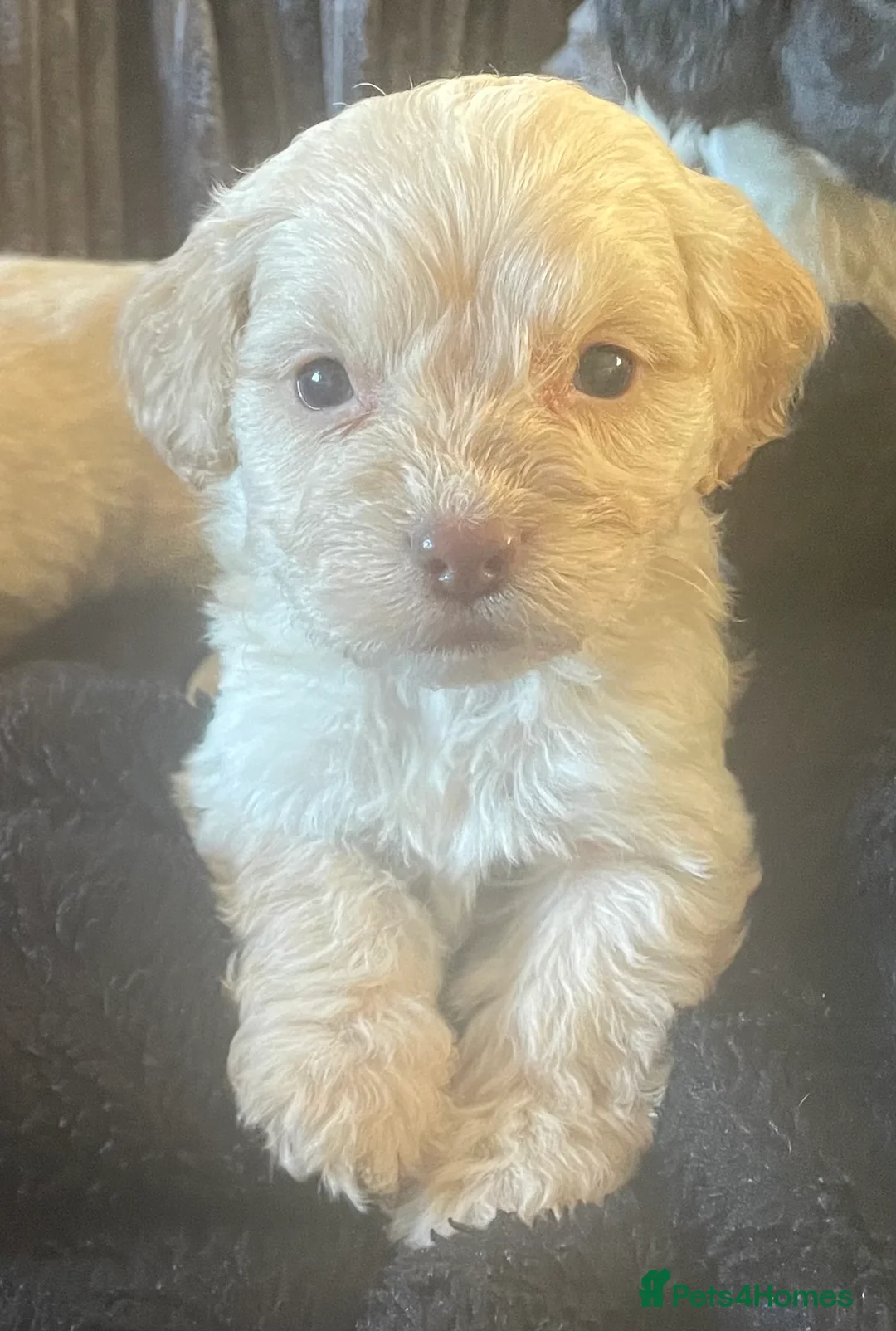 Cockapoo dogs for sale: Toy cockapoo puppies  - Advert 9