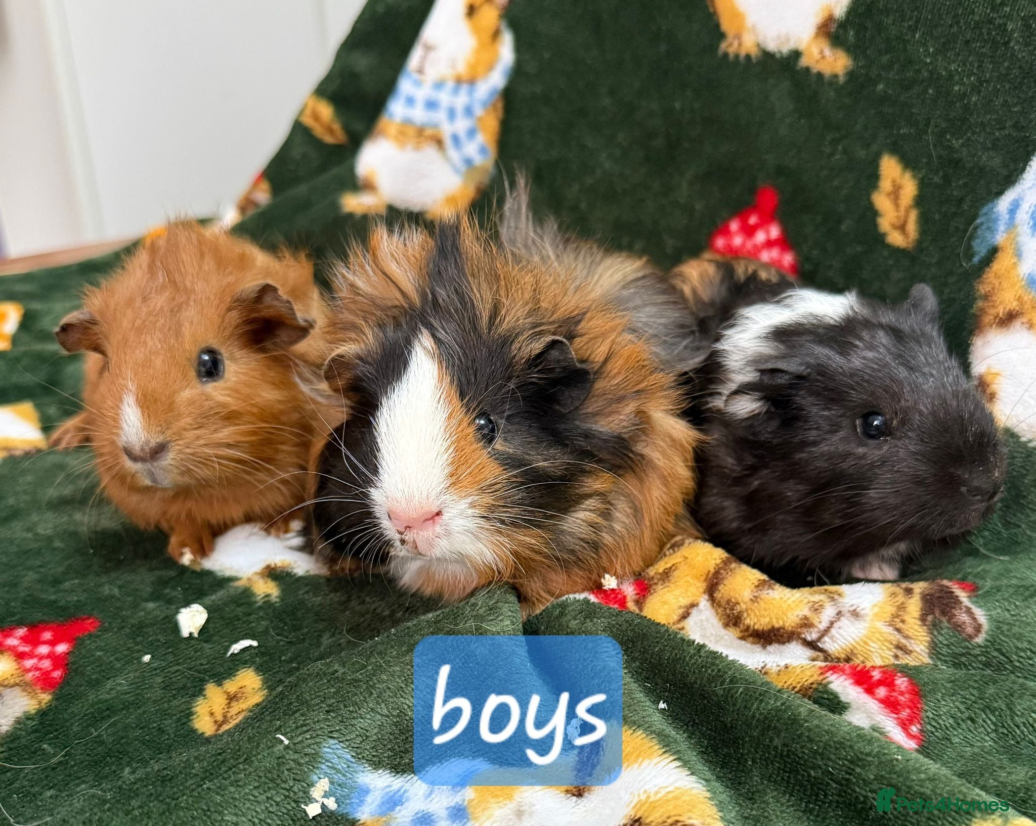 Guinea Pig rodents Young guinea pigs - Advert 1