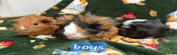 Guinea Pig rodents for sale: Young guinea pigs - Advert 1