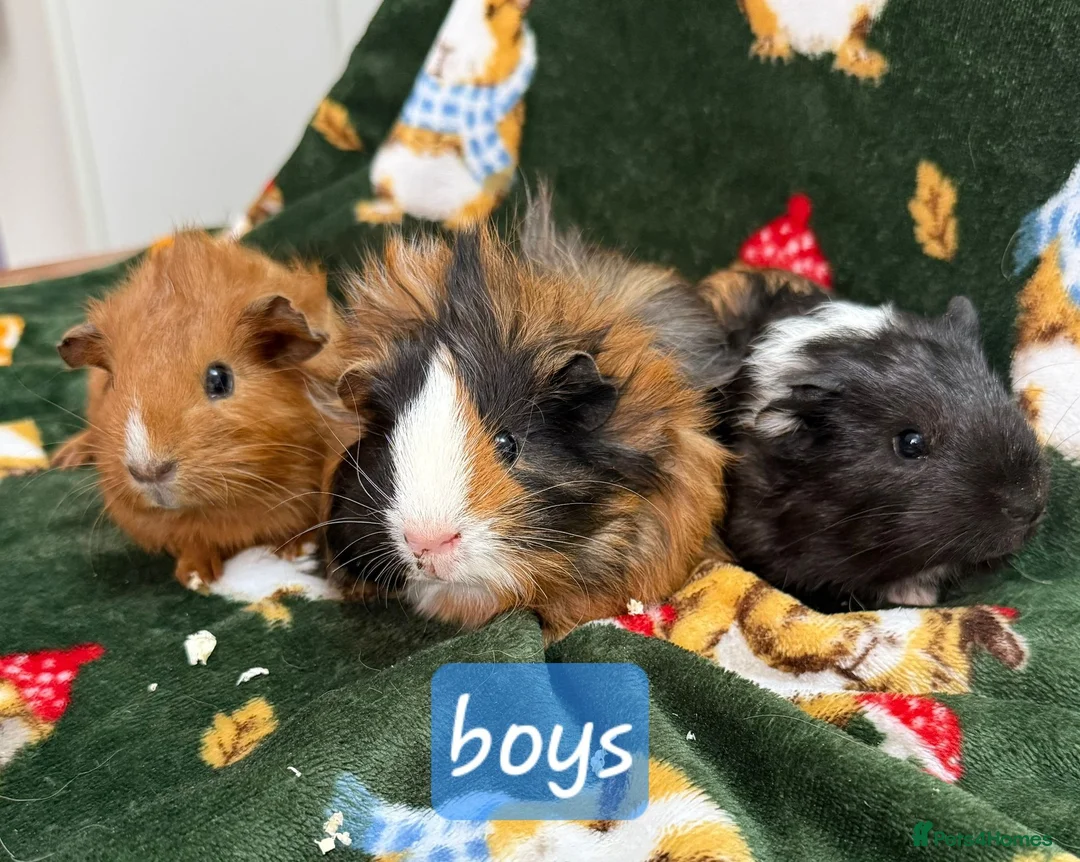 Guinea Pig rodents for sale: Young guinea pigs - Advert 1