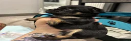 Mixed Breed dogs for sale: griffon cross Chihuahua puppies in Darlington - Advert 3