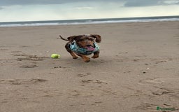 Miniature Dachshund dogs for sale: 2 Minature Dachshund - Image 9