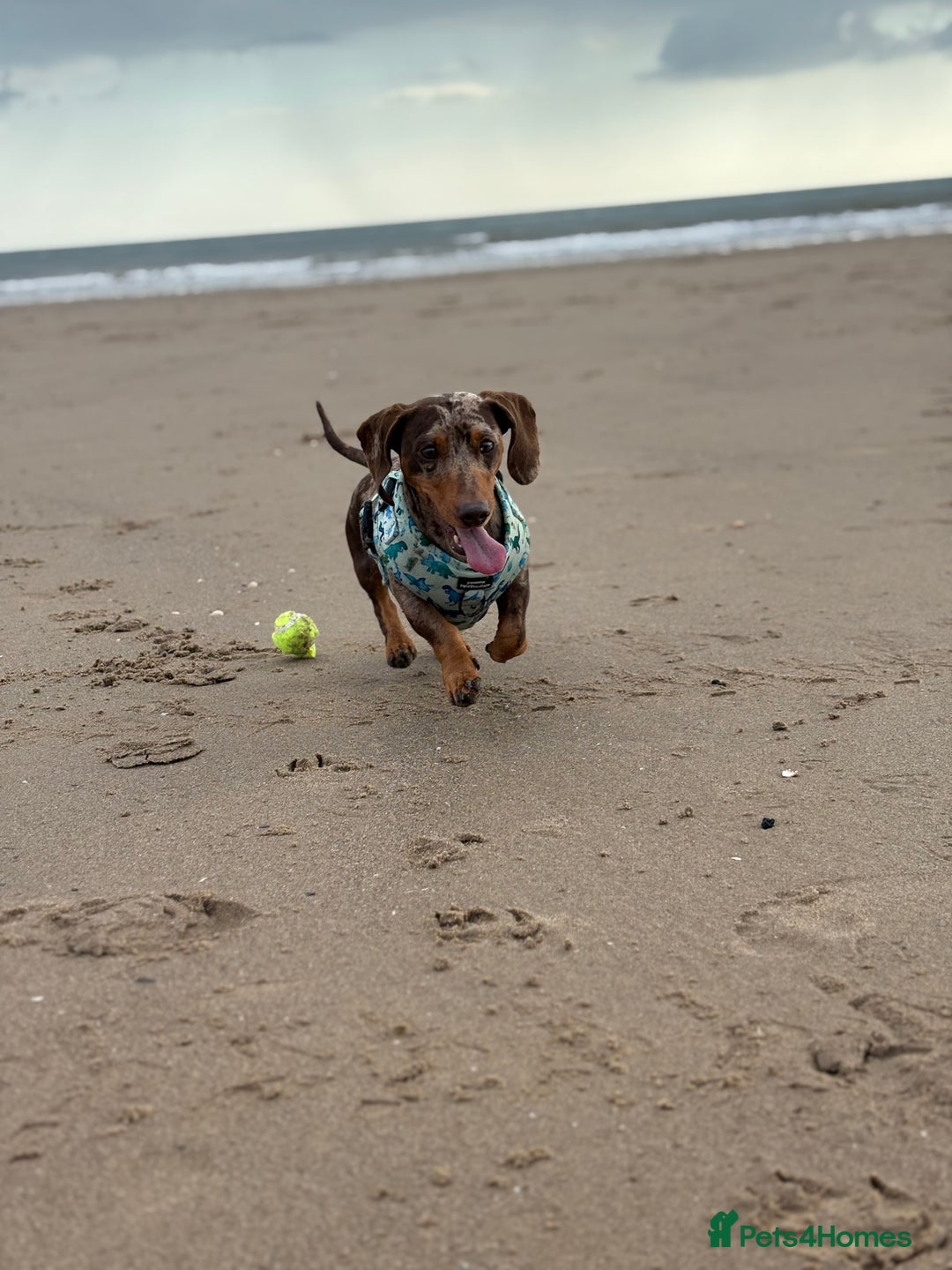 Miniature Dachshund dogs for sale: 2 Minature Dachshund - Image 9
