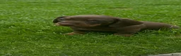 Miniature Dachshund dogs for sale: Gorgeous KC reg miniature dachshund puppies  - Advert 14