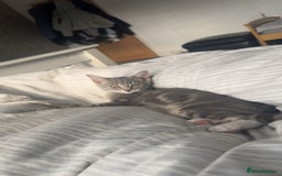 British Shorthair cats for sale: Grey and White Kitten - Image 9