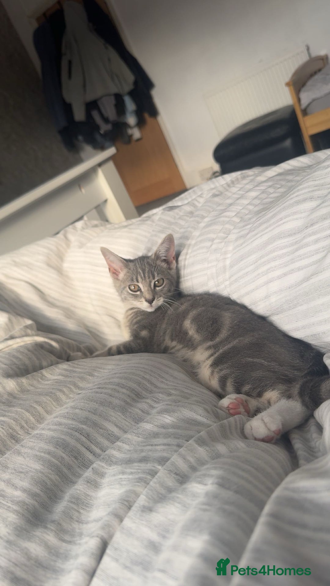 British Shorthair cats for sale: Grey and White Kitten - Image 9