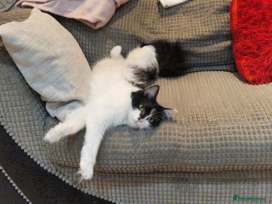 Mixed Breed cats for sale: Two cats to go to a good home - Advert 5