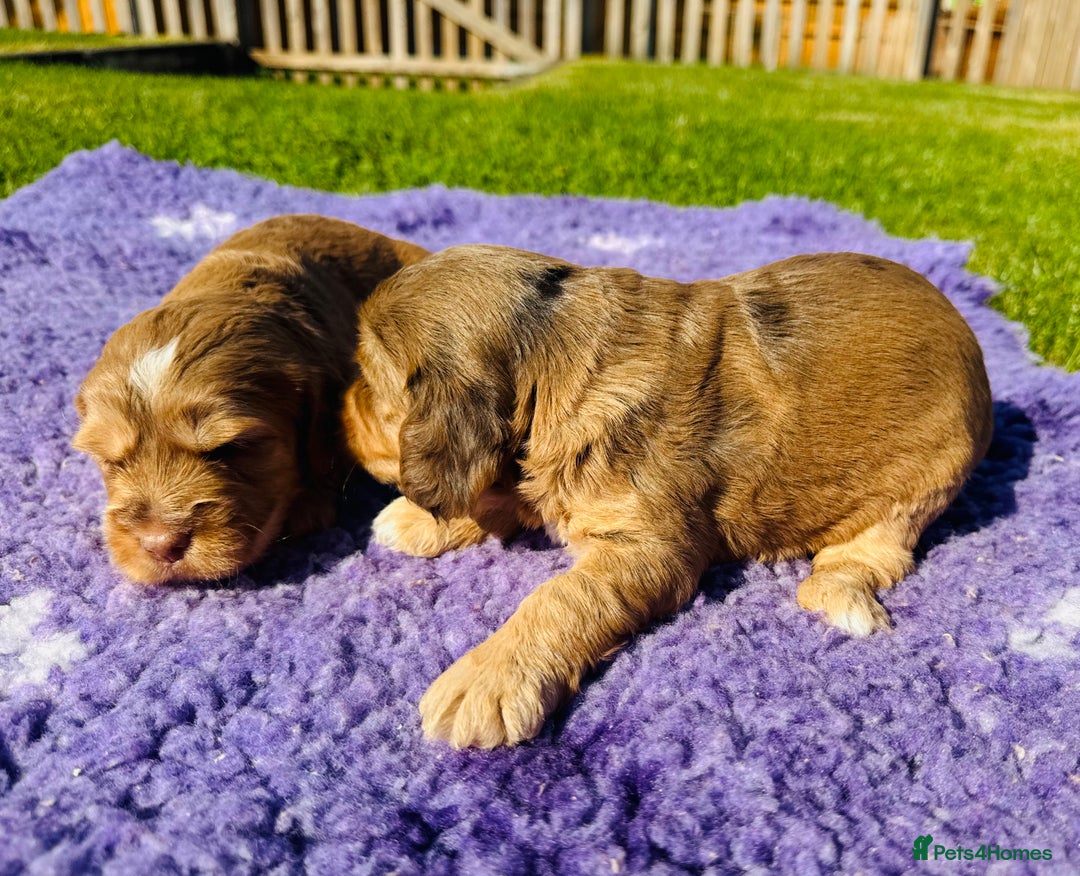 Mixed Breed dogs for sale: Schnoodle Babies 🐾🐾🐾 - Image 15