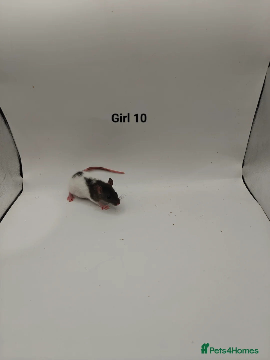 Rat rodents for sale: NOV: 18 Rats (2 Rats: 2 Girls Left) - Advert 17