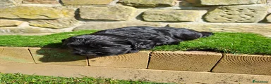 Cocker Spaniel 1