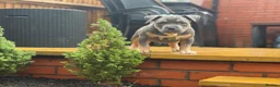 American Bully dogs for stud: ABKC Registered American Bully Pocket Stud in Stoke-on-Trent - Advert 6