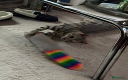 Bengal cats for stud: Bengal cat stud  - Image 3