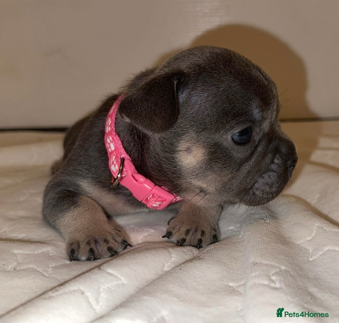 French Bulldog dogs for sale: French bulldog puppies - Advert 2