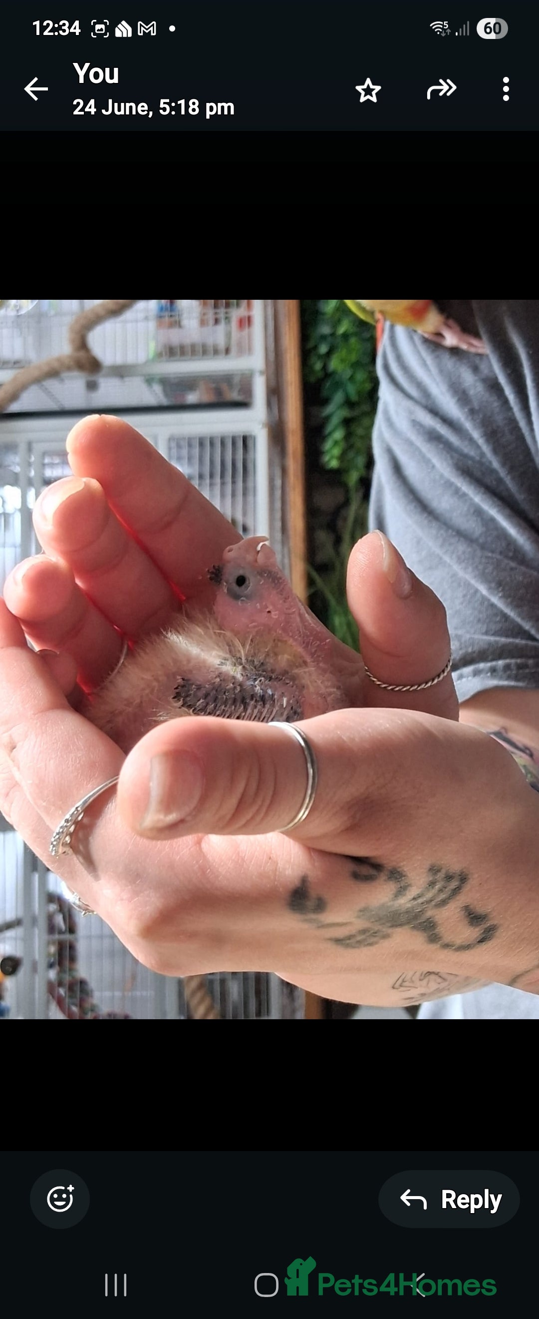 Cockatiels birds for sale: Baby cockertiel  - Image 3