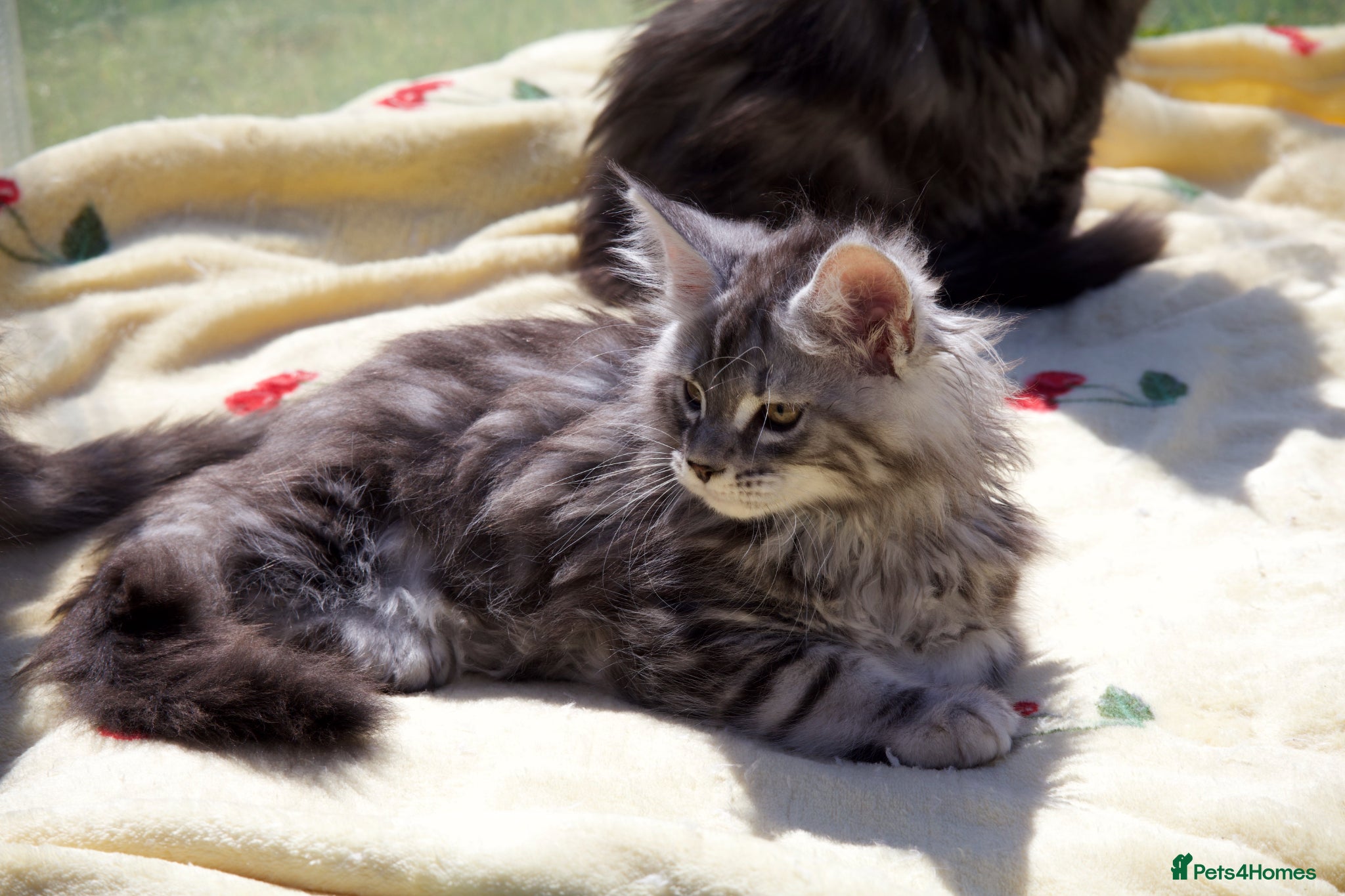 Maine Coon cats for sale: TICA Reg Black Smoke Maine Coon Kittens - Advert 2