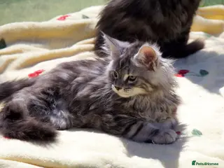 Maine Coon cats for sale: TICA Reg Black Smoke Maine Coon Kittens - Advert 2