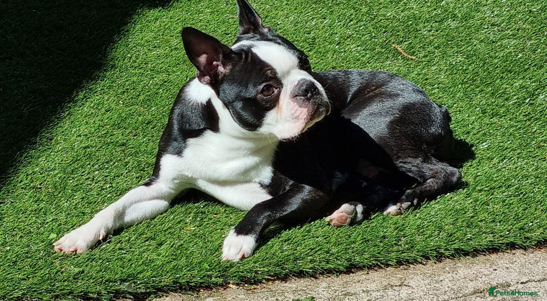 Boston Terrier dogs for stud: KC Reg Boston Terrier for Stud - Image 3