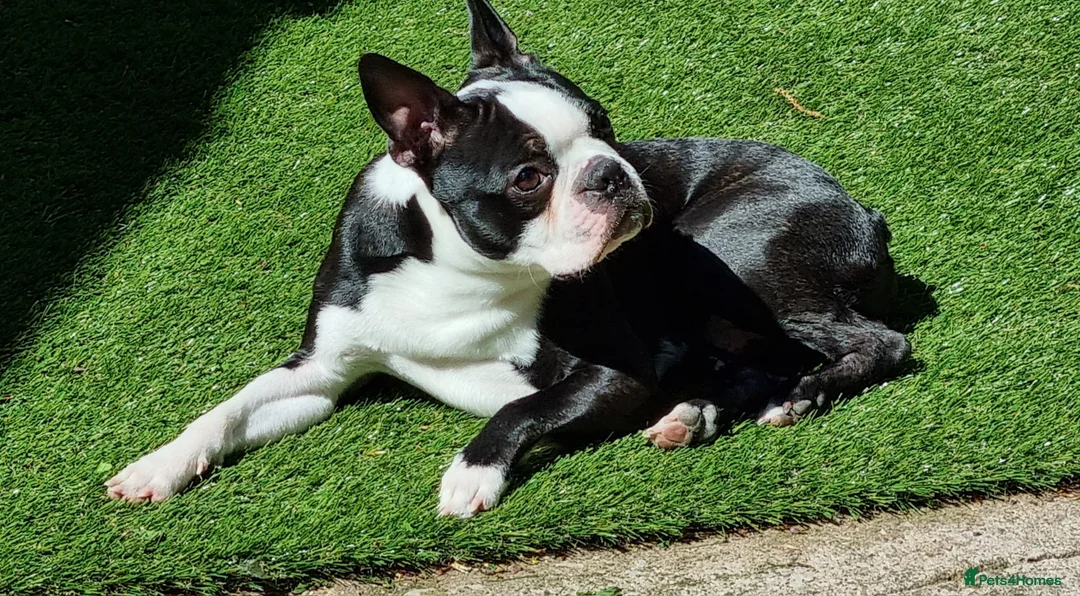 Boston Terrier dogs for stud: Proven KC Reg Boston Terrier for Stud - Advert 5