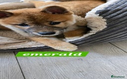 Japanese Shiba Inu dogs for sale: Stunning Shibas  in Llanybydder - Image 15