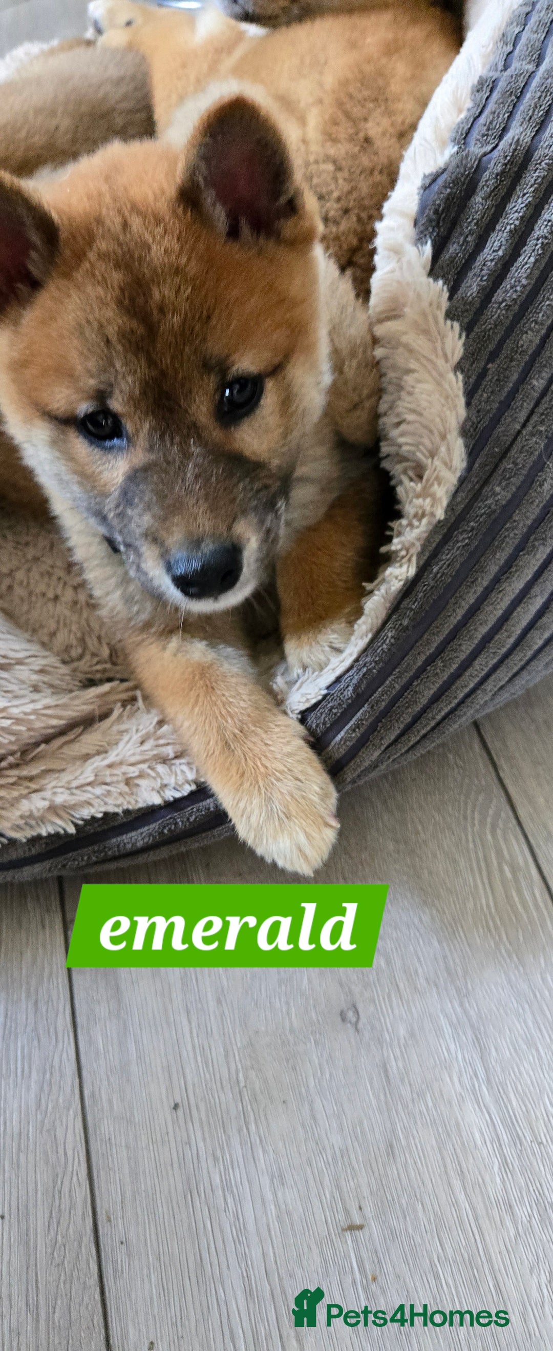 Japanese Shiba Inu dogs for sale: Stunning Shibas  in Llanybydder - Image 15