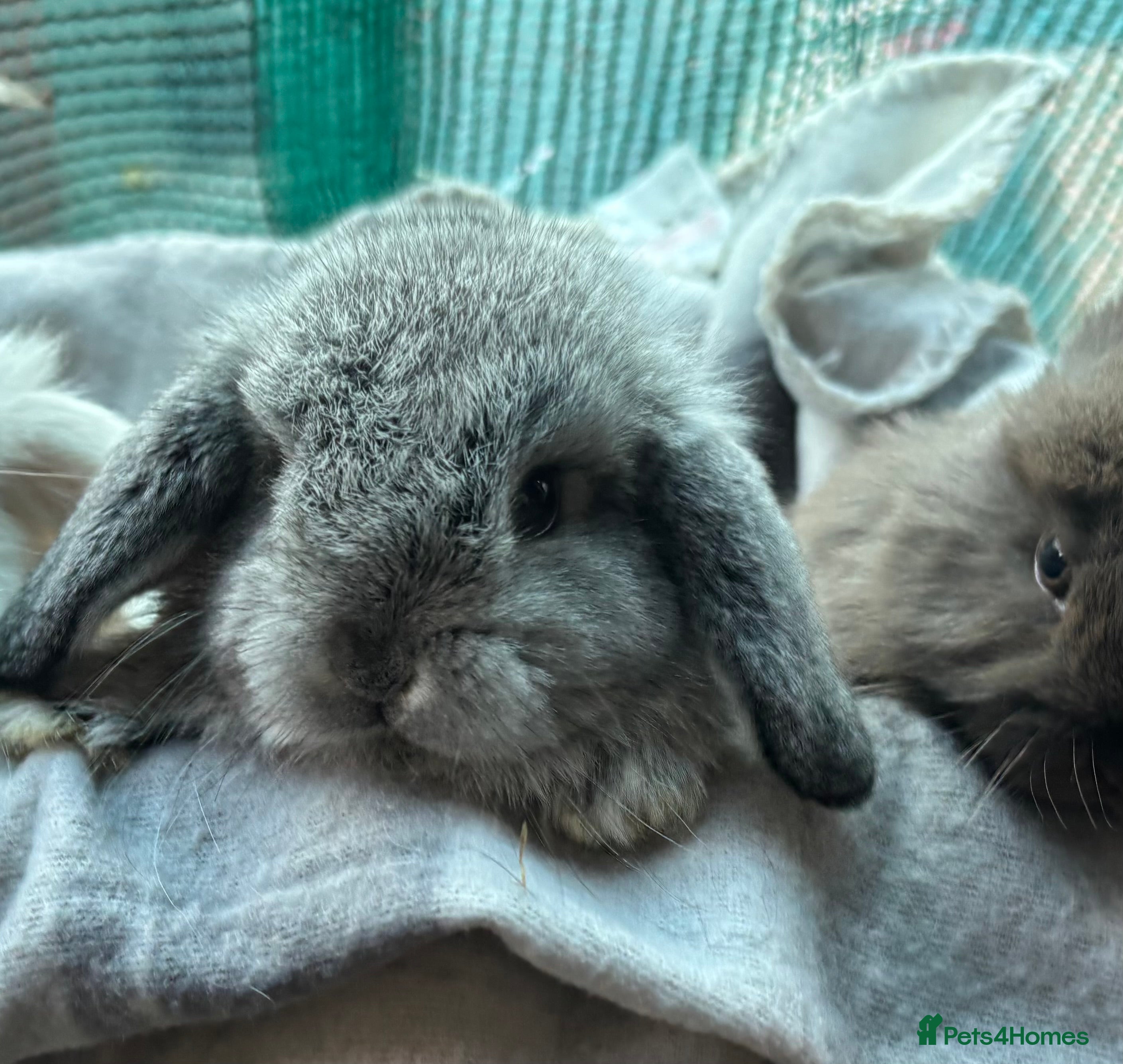 Mini Lion Lop rabbits  Three mini lion lops  - Advert 3