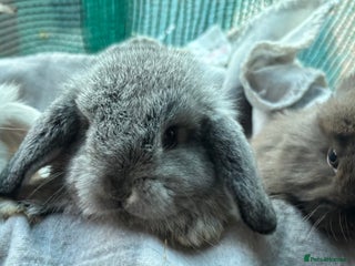 Mini Lion Lop rabbits 2 boy mini lion lops - Advert 1