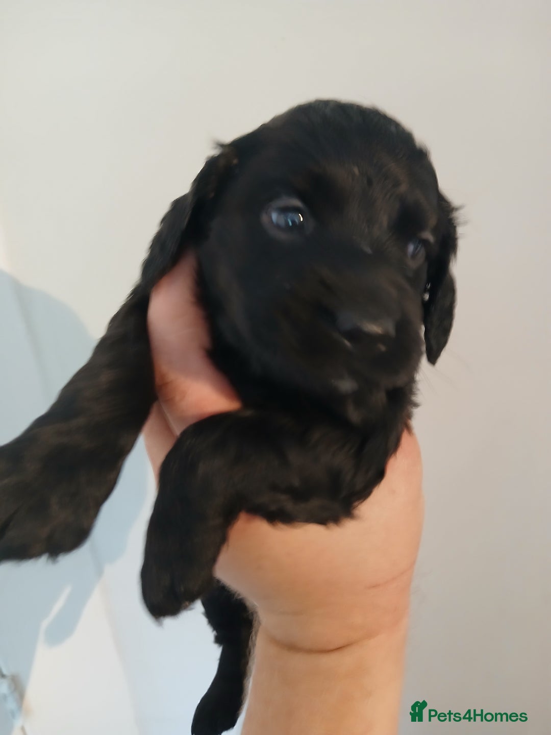 Sprocker dogs for sale: Beautiful cocker x sprocker pups - Image 11