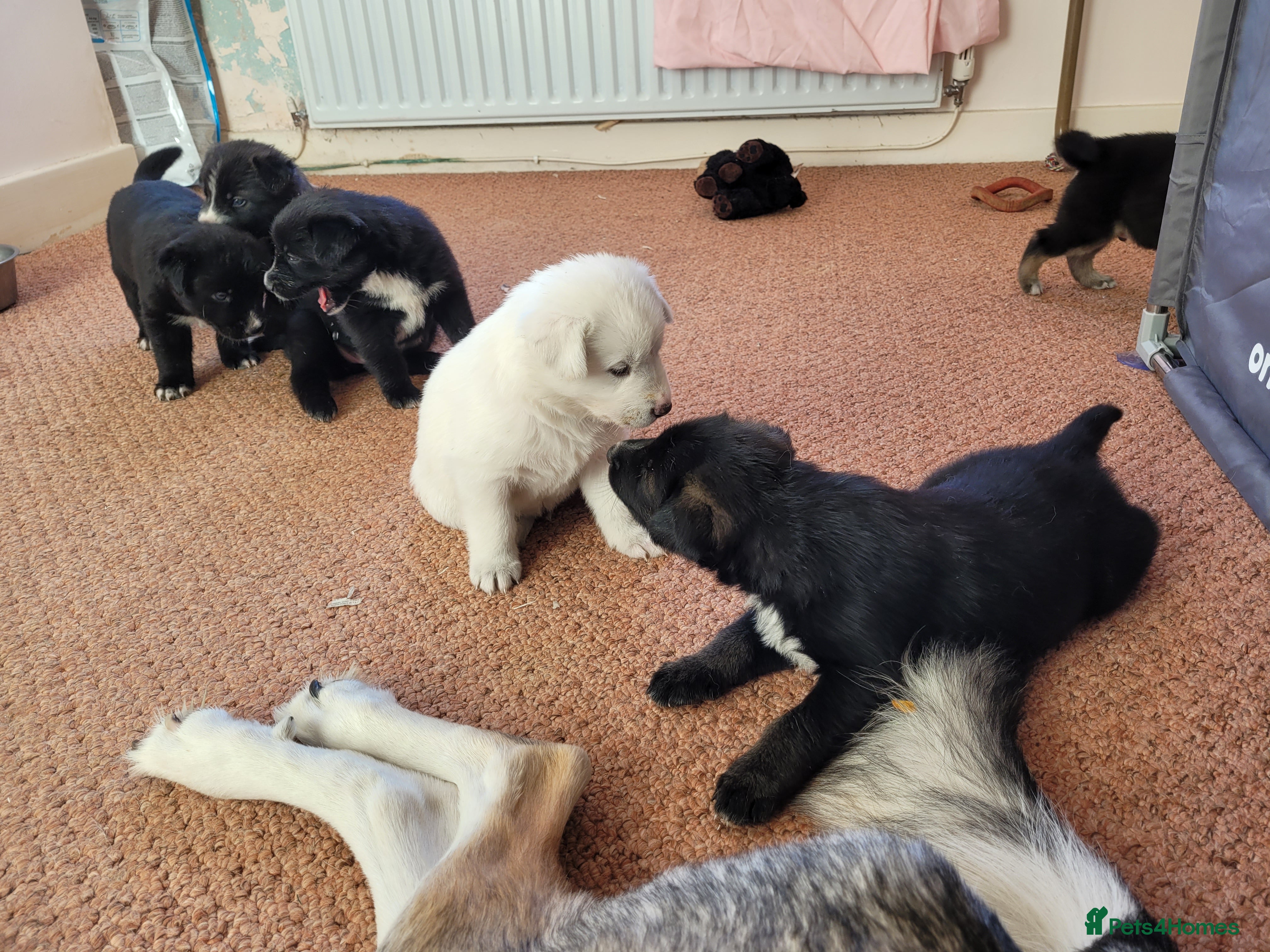 Mixed Breed dogs Husky Cross Puppies - Advert 5