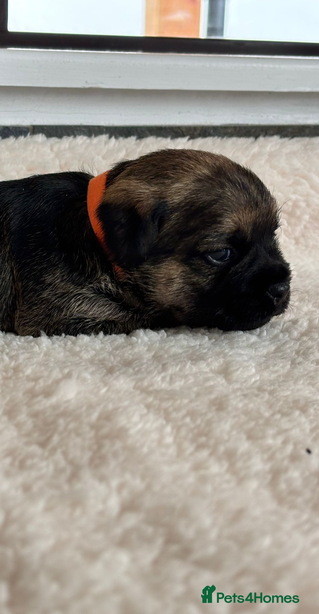 Border Terrier dogs for sale: Border terrier puppies  - Advert 3