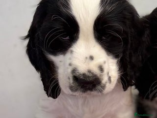 Cocker Spaniel dogs Last Boy Available Stunning Show Cocker KC Reg - Advert 15