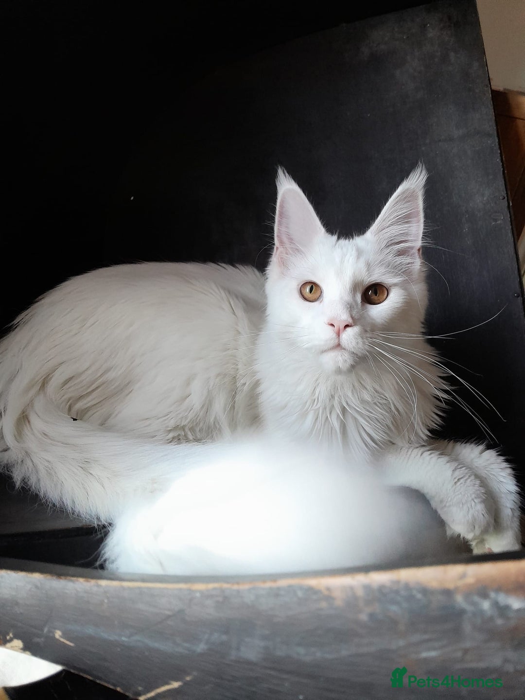 Maine Coon cats for sale: Solid white MaineCoon girl TICA - Advert 6