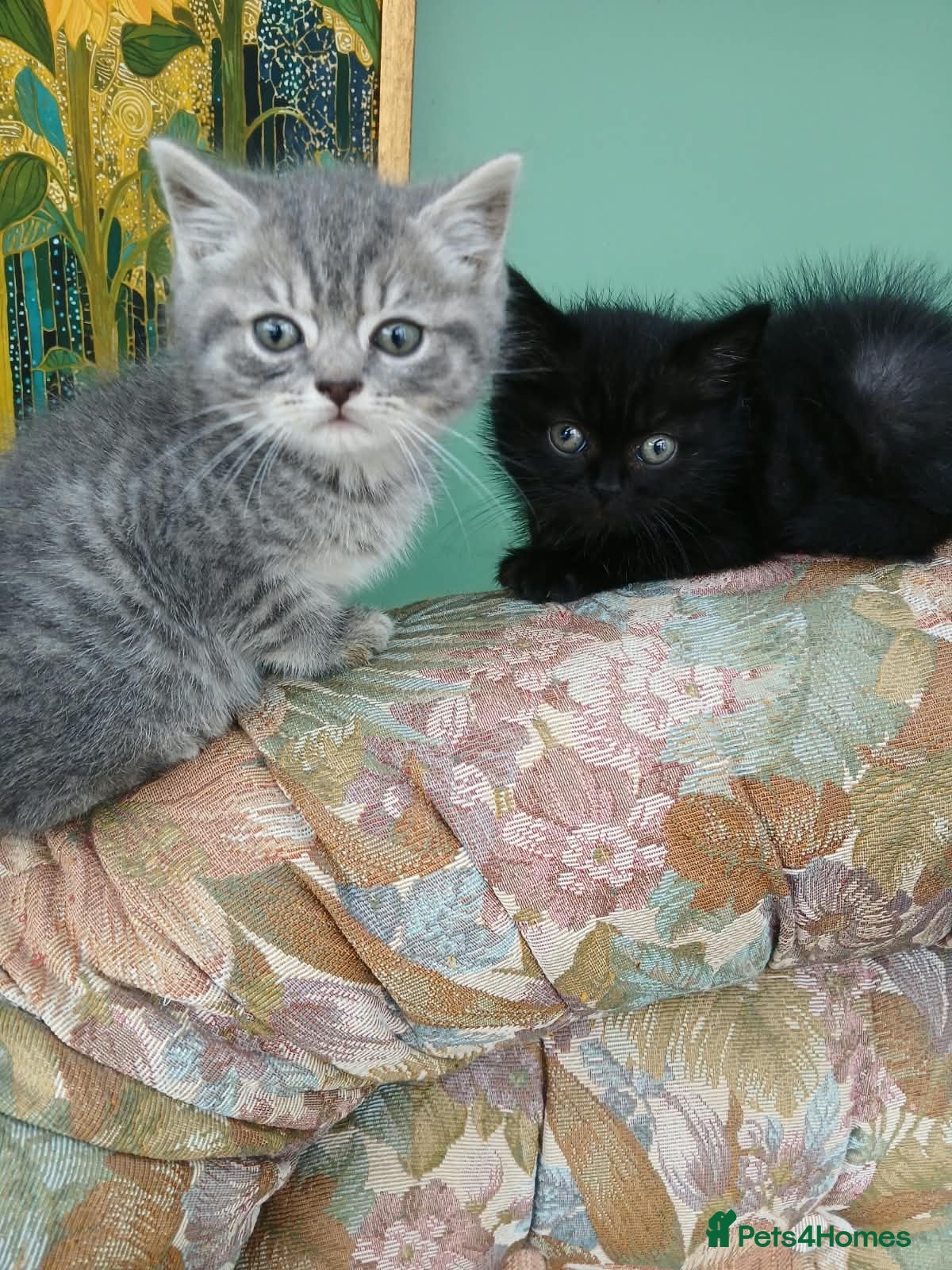 Mixed Breed cats for sale: 2 males Mixed breed - Advert 2