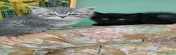 Mixed Breed cats for sale: 2 males Mixed breed - Advert 1